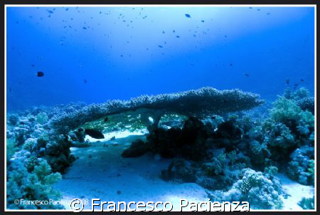 Big table Coral. Taken Nikon D60 in Easydive housing with... by Francesco Pacienza 