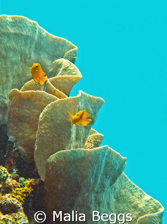 Ambient light shines down on coral & fish.  Canon A650IS,... by Malia Beggs 