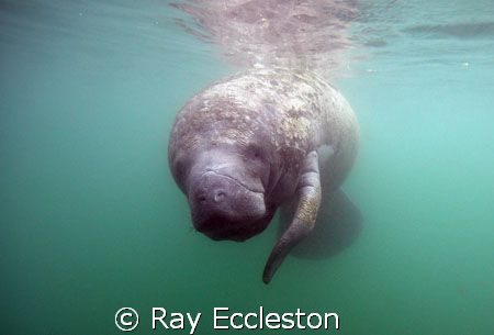 Manatee at Gator Hole,Crystal River FL. by Ray Eccleston 