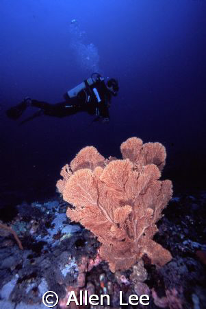 Sea Fan & diver.Green Island,Taiwan.Nikon F-100,18-35mm,f... by Allen Lee 