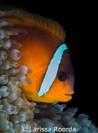 Clownfish macro by Larissa Roorda 