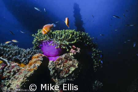Pink clown fish and forward King post of the Shinkoku Mar... by Mike Ellis 
