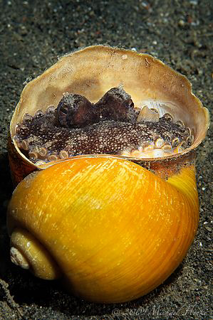 My home is my castle. Veined octopus (Octopus marginatus)... by Michael Henke 