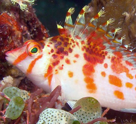 Threadfin hawkfish by Martin Dalsaso 