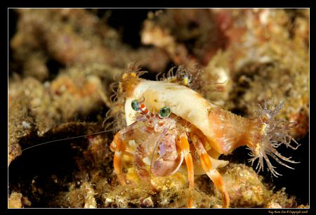 Hermit crab, D300, 60mm AF-S, YS-110a by Kay Burn Lim 