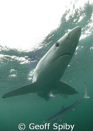 more blue sharks by Geoff Spiby 