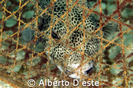GLOBE FISH USED AS BAIT TO TRAP FOR FISH, NIKON D70S, 10,... by Alberto D'este 