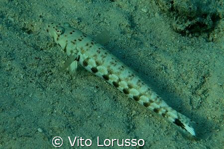 Fishs by Vito Lorusso 
