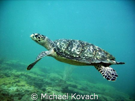 Turtle on the Inside Reef at Lauderdale by the Sea by Michael Kovach 
