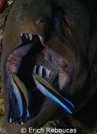 Say aahhhh!!
Giant Moray getting a clean-up by two wrass... by Erich Reboucas 