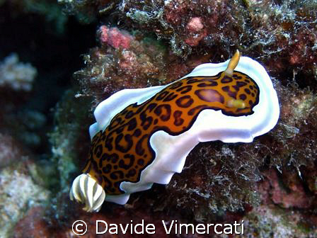 Nudibranch, taken at Thudufushi, maldives, with Sea&Sea d... by Davide Vimercati 