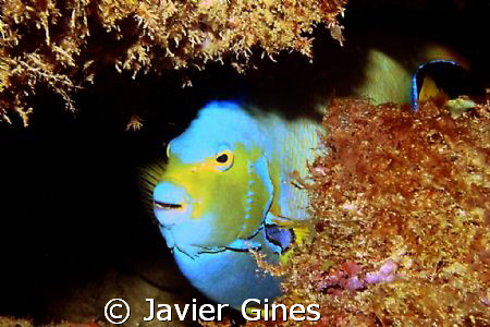 The fish portrayed is a Queen Angel, it was taken off the... by Javier Gines 