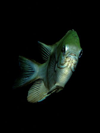 Pale Damselfish taken with a Canon G9 and Ikelite DS51 by James Dawson 