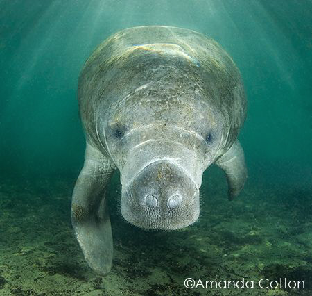 Crystal River, Florida manatee

©Amanda Cotton by Amanda Cotton 