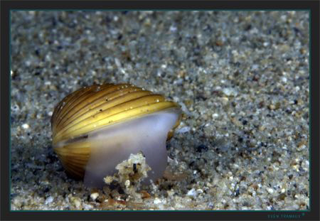 Asian clam, Corbicula invasive specie colonizing Swiss la... by Sven Tramaux 
