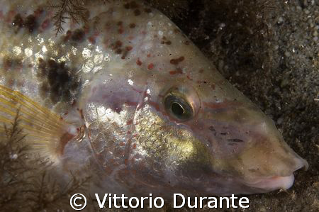 Symphodus Tinca sleeping by Vittorio Durante 