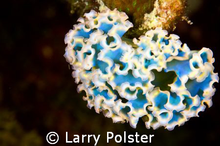 Bonaire...D300, 105VR, Lettuce slug by Larry Polster 