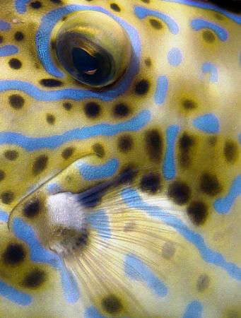 Scrawled/Scribbled filefish by Martin Dalsaso 