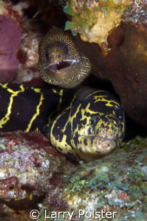 "Kissing Cousins"  D300, 105VR   Bonaire shore dive by Larry Polster 