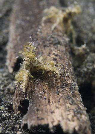 Tiny crab. Lembeh straits. D200, 60mm. by Derek Haslam 