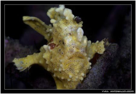 Thai frogie, so far the cutess I've seen of is type     F... by Yves Antoniazzo 