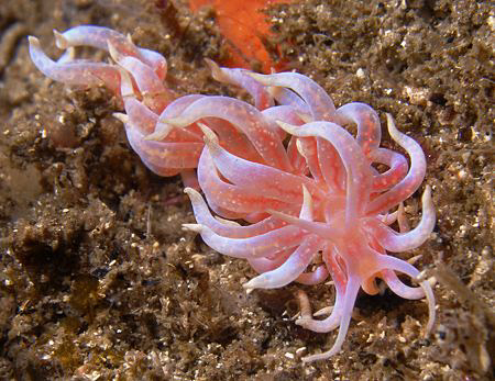 Phyllodesmium poindimei by Doug Anderson 