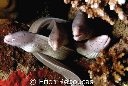 Menu of the day:
Spaghetti A La Peppered Moray!
Shore d... by Erich Reboucas 