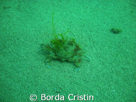 Camouflage by Borda Cristin 