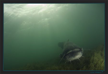 A huge wels catfish, crossing my path by Sven Tramaux 