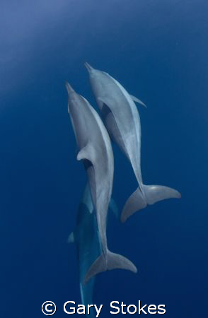Underwater Angels by Gary Stokes 