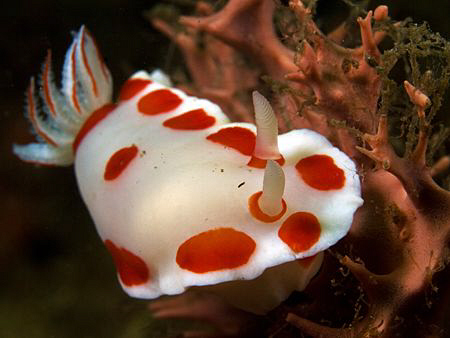 Chromodoris tasmaniensis, Bare Island by Doug Anderson 