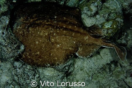 Fishs by Vito Lorusso 