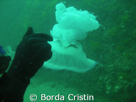 Contact by Borda Cristin 