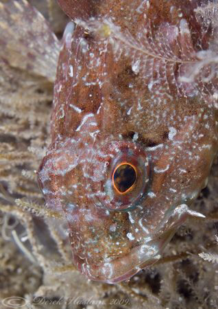 Long spined scorpion fish. North Wales. D200, 60mm. by Derek Haslam 