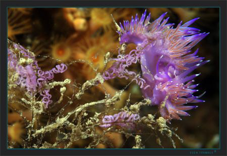 Pink coryphella laying eggs by Sven Tramaux 