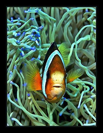 "Clark's Anemonefish" met at Dauin, Philippines (50mm macro) by Henry Jager 