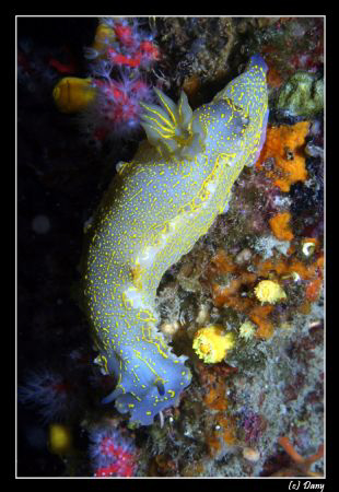 Hypselodoris elegans - a beatifull nudibranch. Quite a lo... by Daniel Strub 