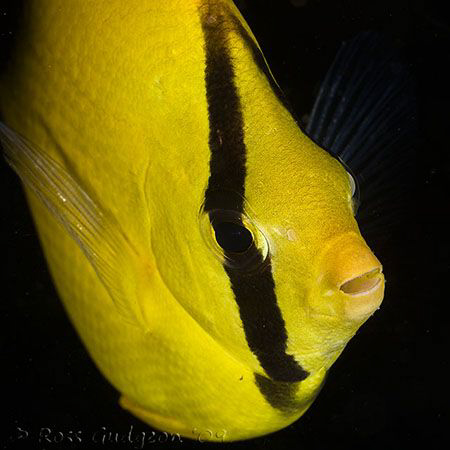 Oval-spot Butterflyfish.  Ningaloo Reef, Western Australi... by Ross Gudgeon 