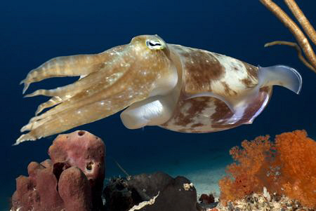 Cuttlefish. by Erika Antoniazzo 