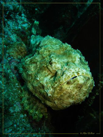 A False Stone fish which nearly got my attention in the w... by Allen Walker 