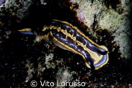 Nudibranchs - Hypselodoris fontandraui by Vito Lorusso 