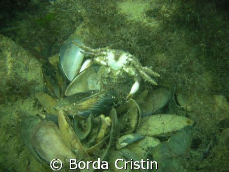 Life and death by Borda Cristin 