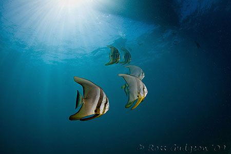 My wife Mary and some friendly Batfish under our boat.  N... by Ross Gudgeon 