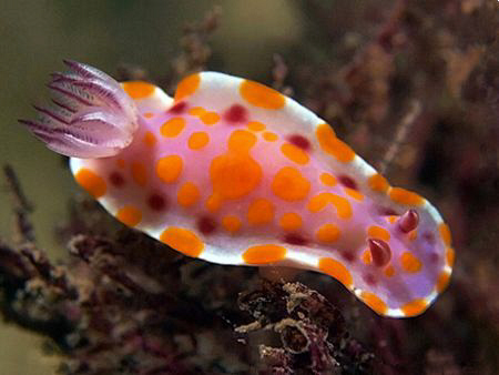 Ceratosoma amoena, Bare Island by Doug Anderson 