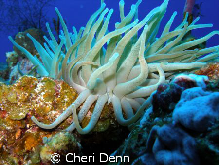Santa Rosa Wall, Cozumel, MX ~ A vision of beauty. by Cheri Denn 