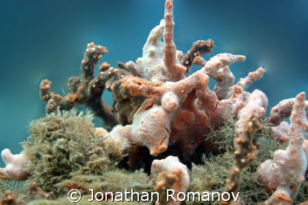 Corals @ Blue Heron Bridge by Jonathan Romanov 
