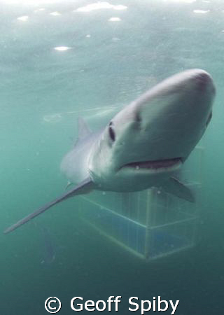 blue shark with the cage behind by Geoff Spiby 