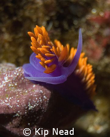 Spanish Shawl- I try to find nudis in unusual positions b... by Kip Nead 