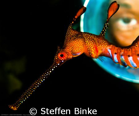 Weedy Seadragon & Diver by Steffen Binke 