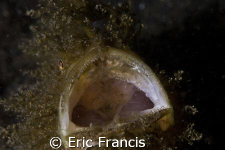 yawning hairy frogfish, canon 20D, canon EF 100mm macro i... by Eric Francis 